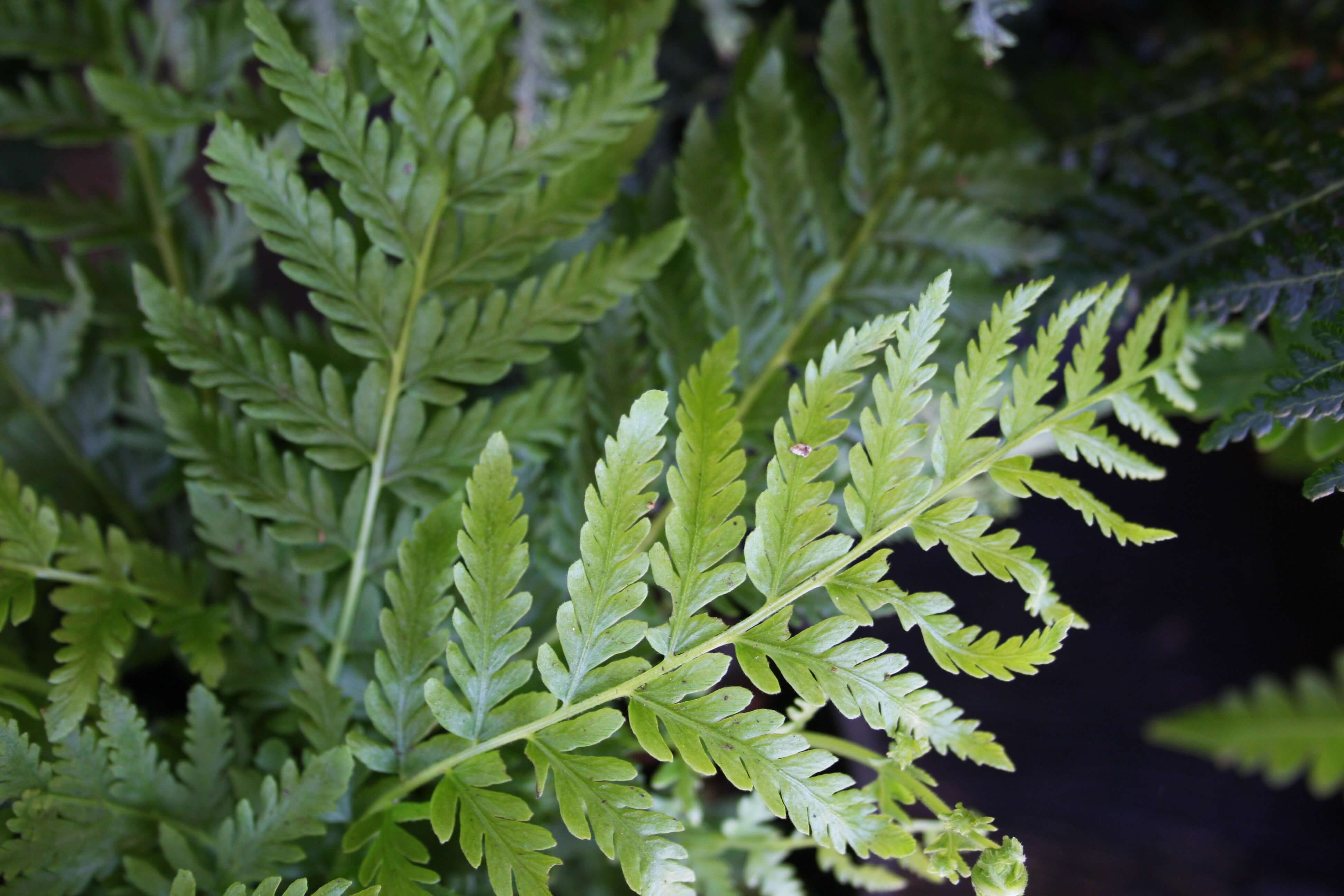 Theo's Garden Centre - Fresh batch of Ferns in for the weekend.