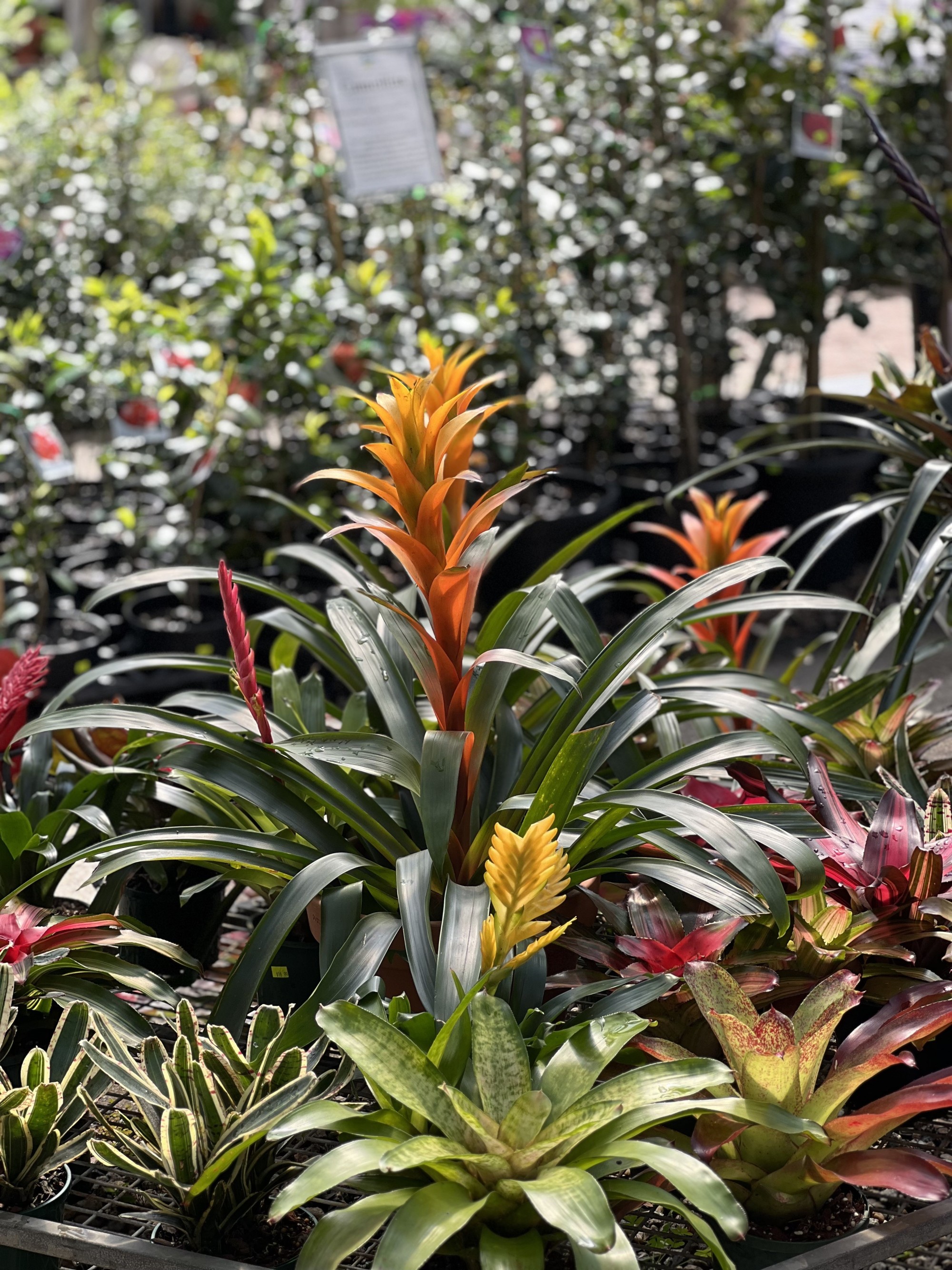 30 % OFF Bromeliad and Brom Mix SALE