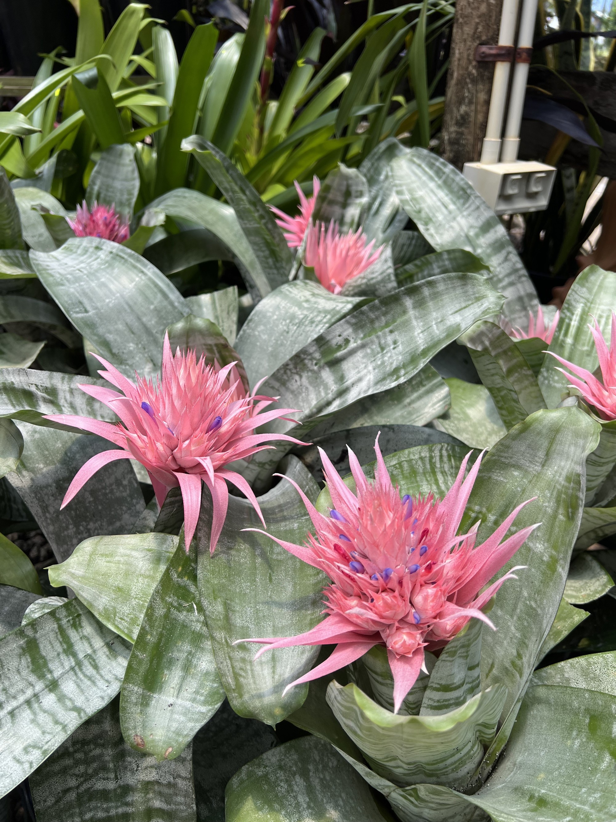 Bromeliads are back!