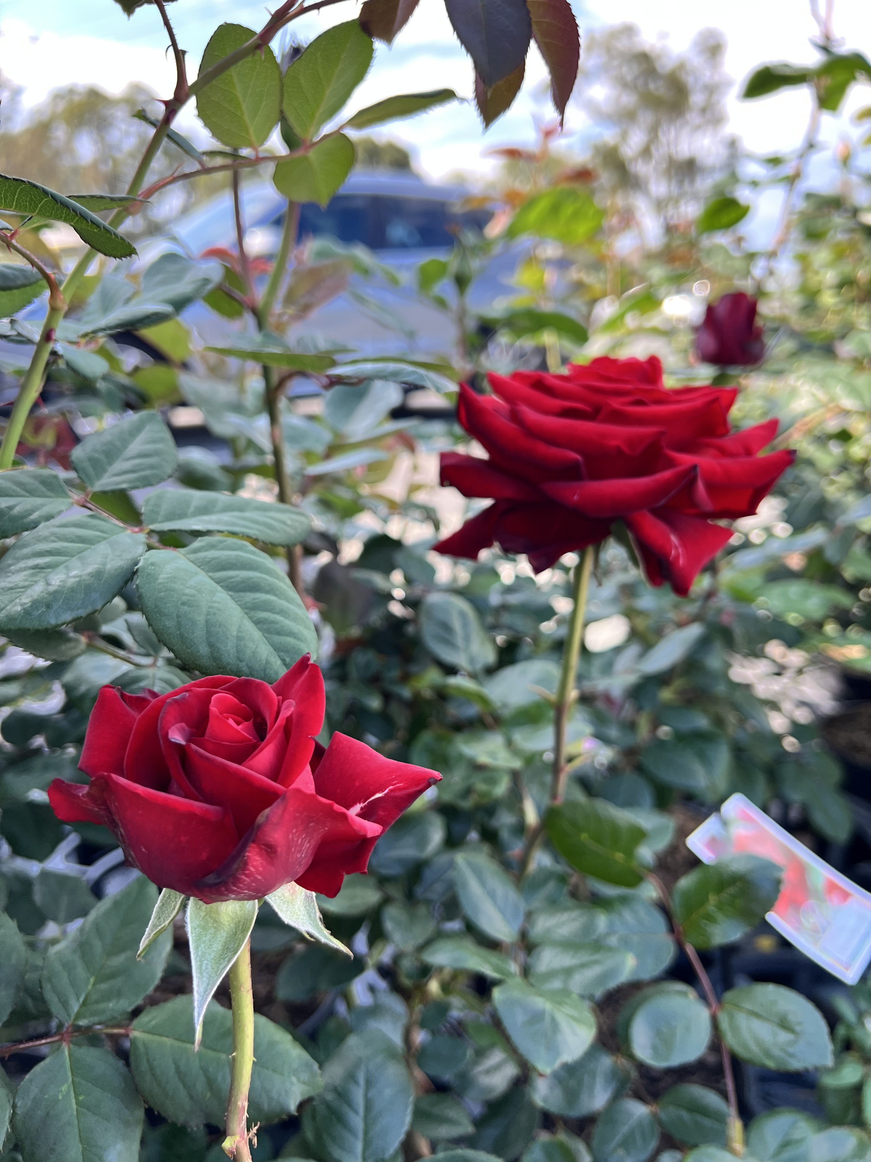 Soooo many Roses.