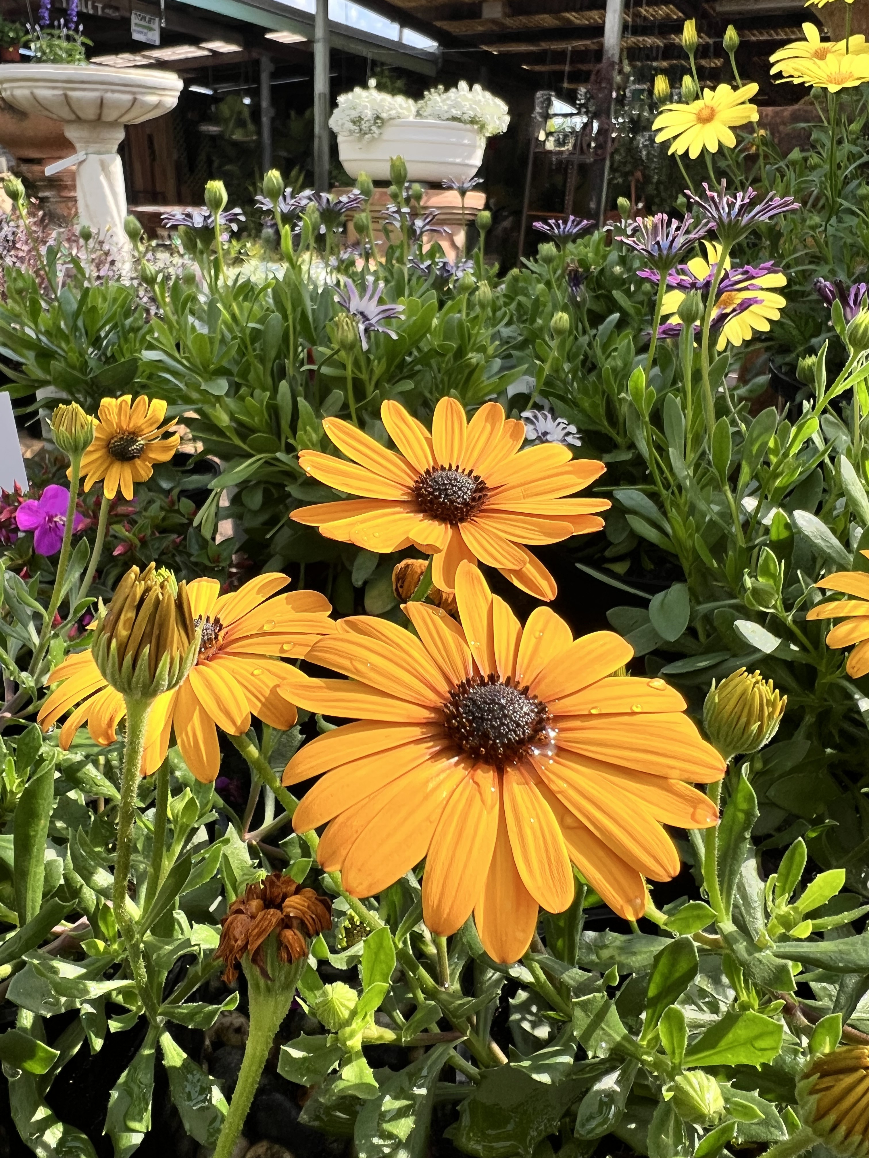Daisies for days